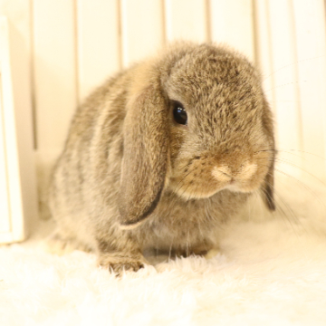 animal_image