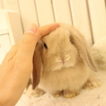 animal_image