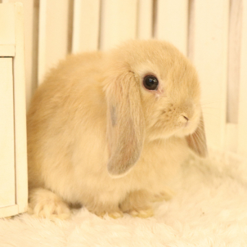animal_image