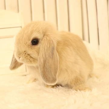 animal_image