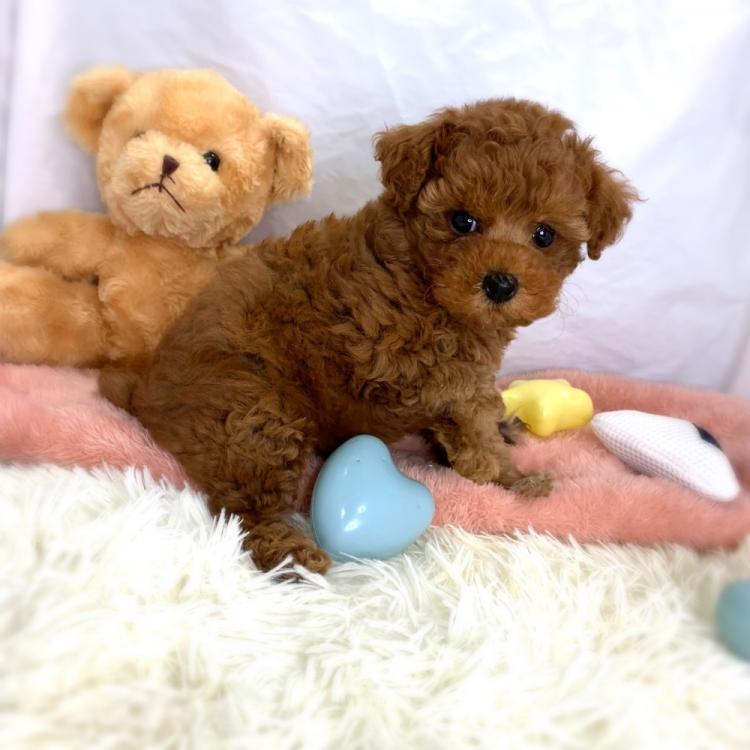 animal_image