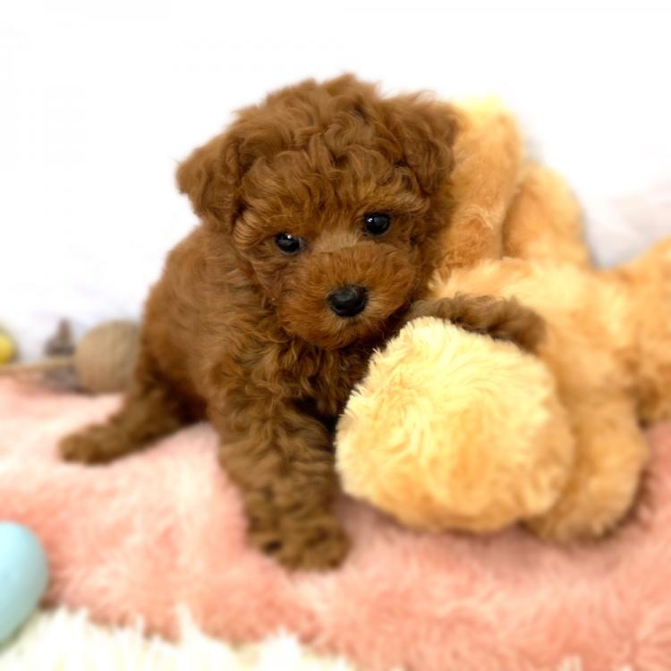 animal_image