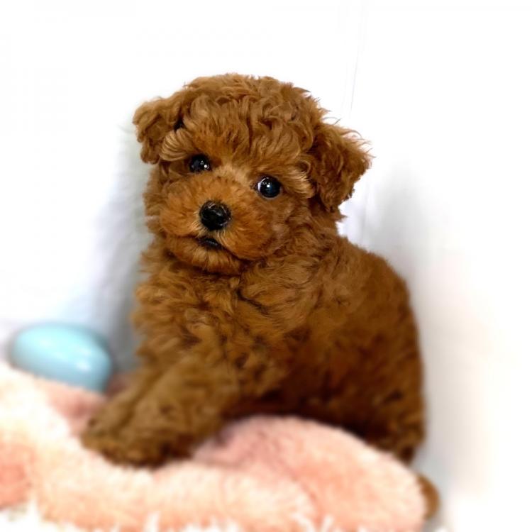 animal_image