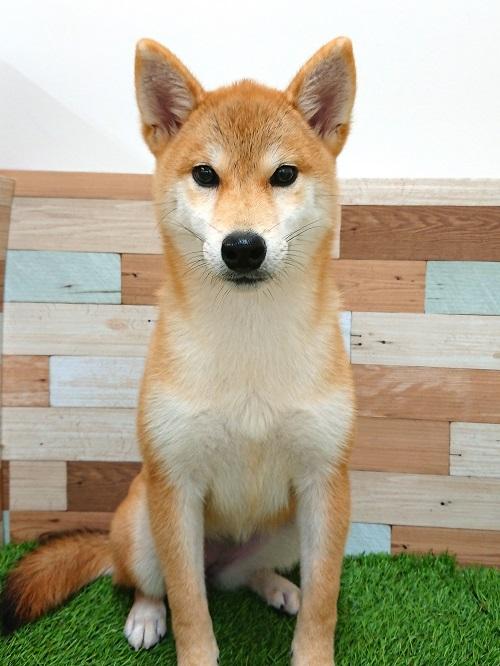 animal_image