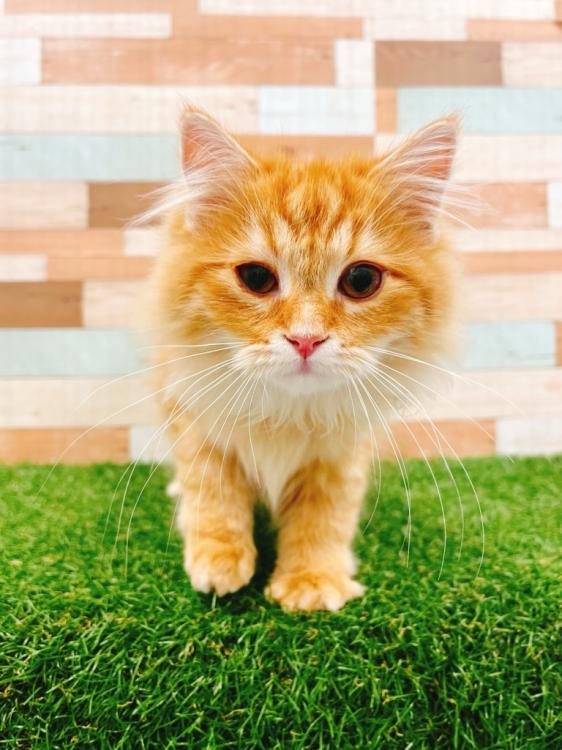 animal_image