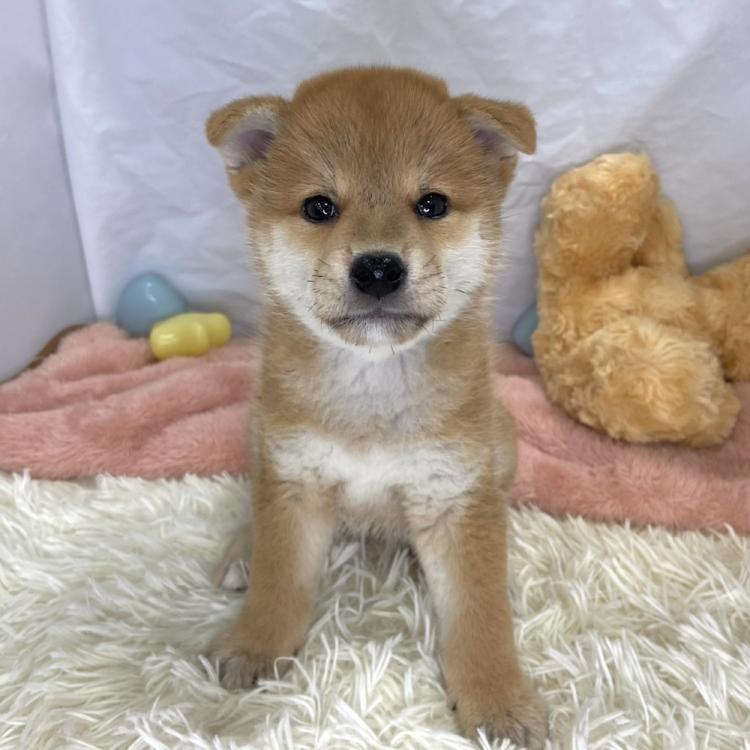 animal_image