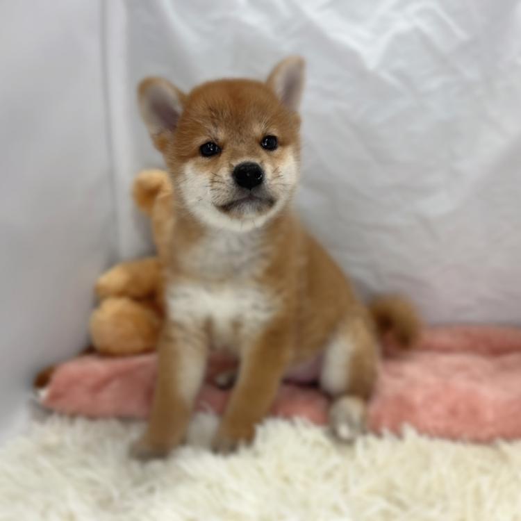 animal_image