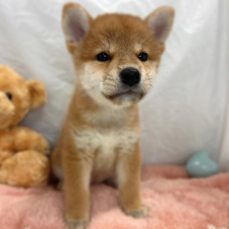 animal_image