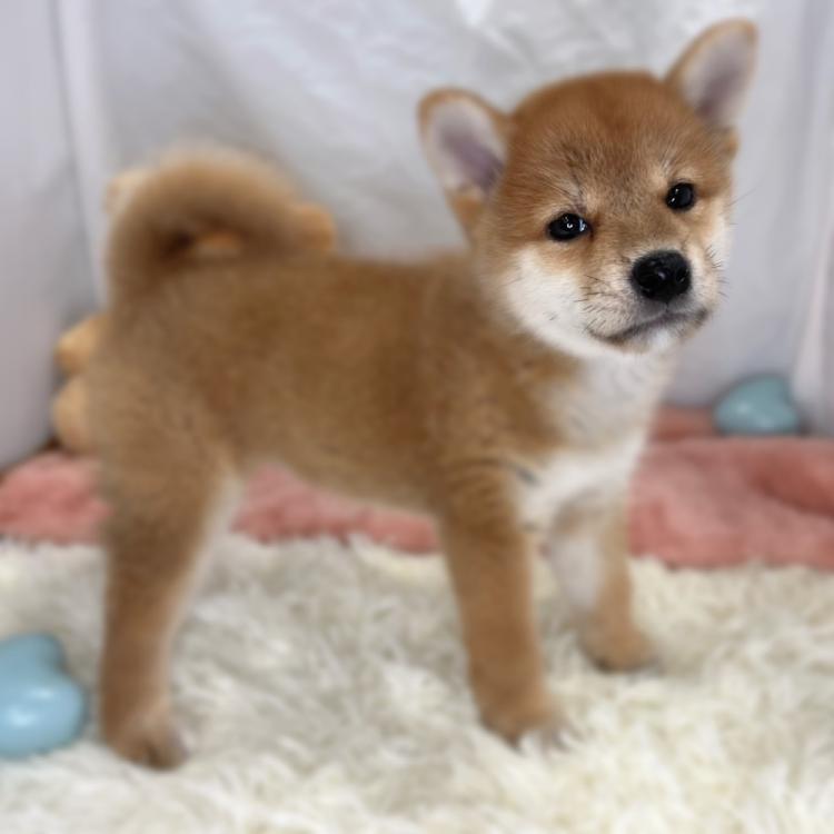 animal_image
