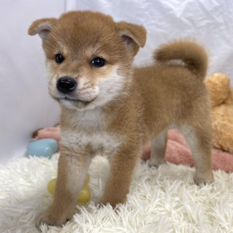 animal_image