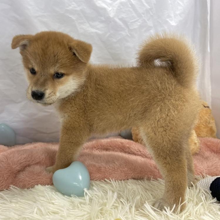 animal_image