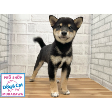 animal_image
