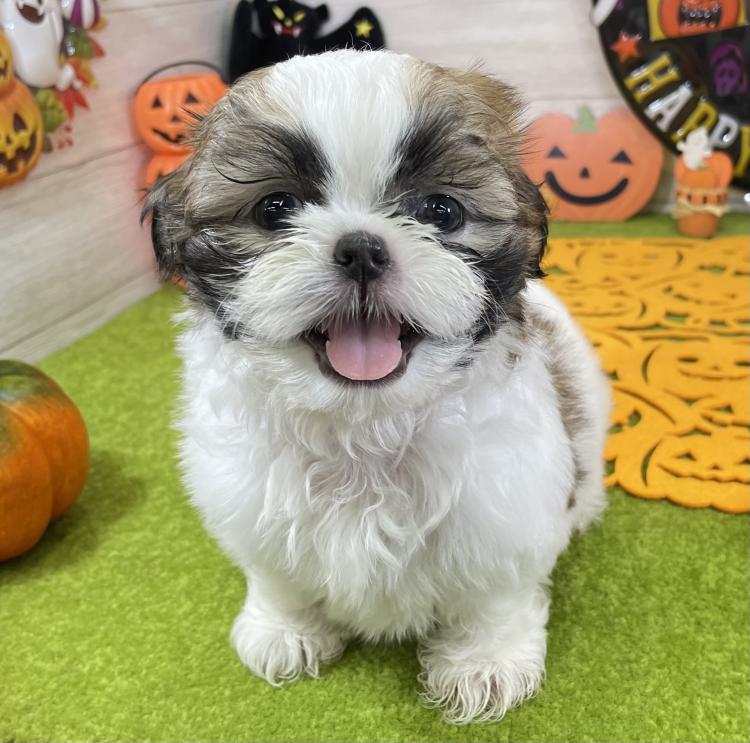 animal_image