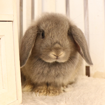 animal_image