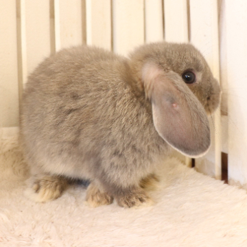 animal_image