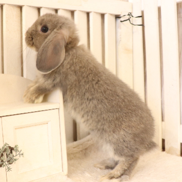 animal_image