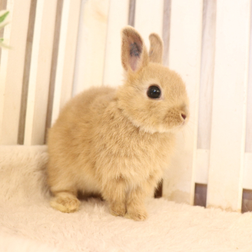 animal_image