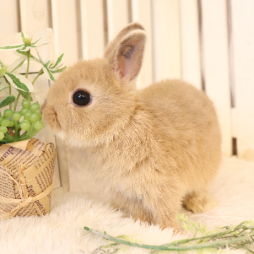 animal_image