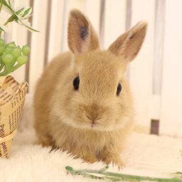 animal_image