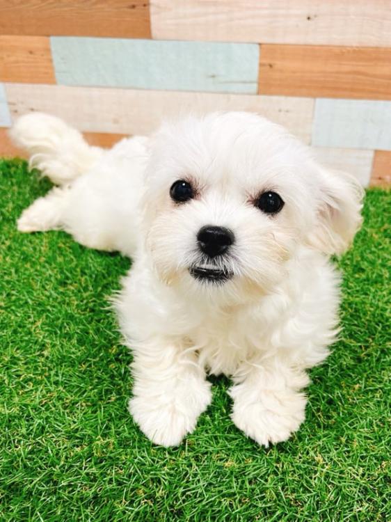 animal_image