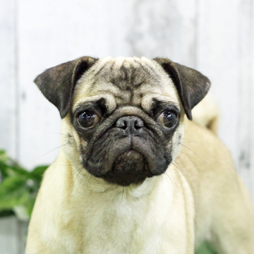 animal_image