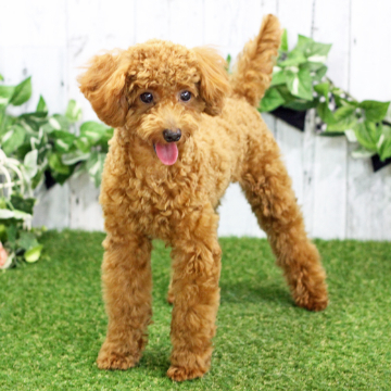 animal_image