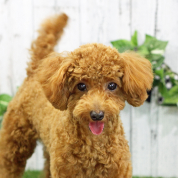 animal_image