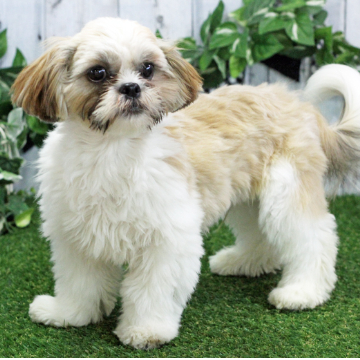 animal_image