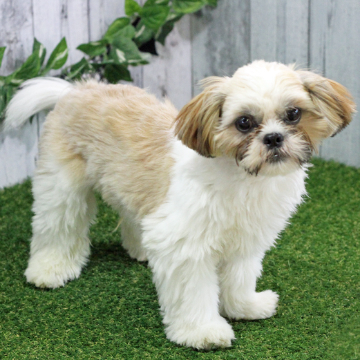 animal_image
