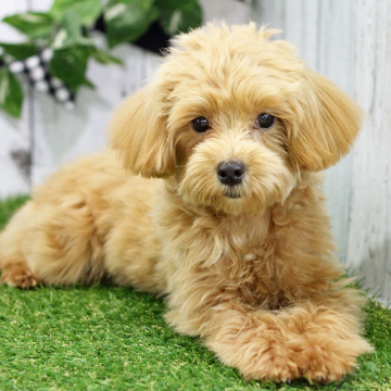 animal_image