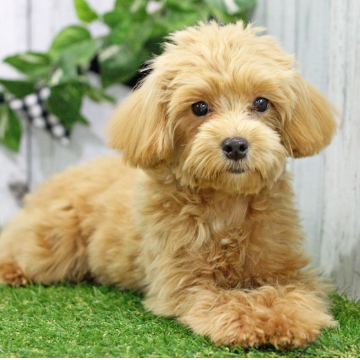 animal_image