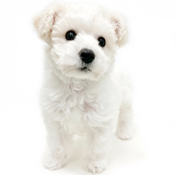 animal_image