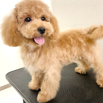 animal_image