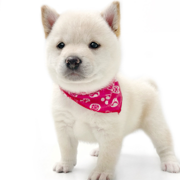animal_image