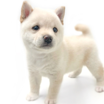 animal_image