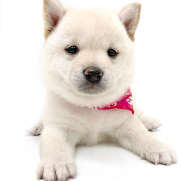 animal_image