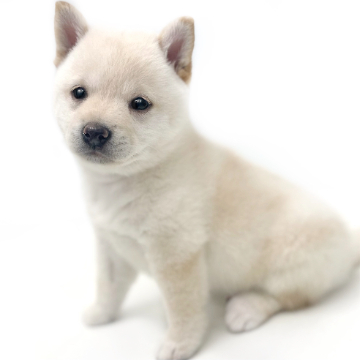 animal_image