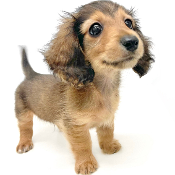 animal_image