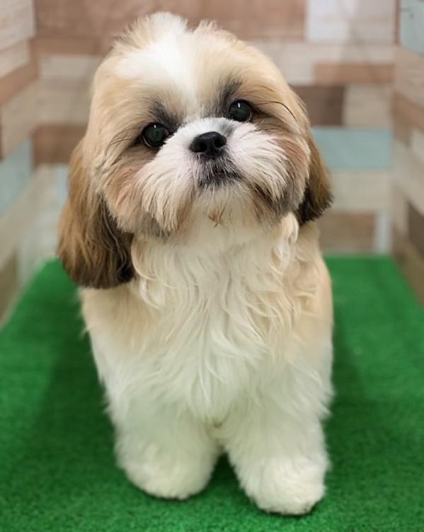 animal_image
