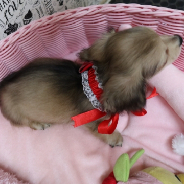 animal_image