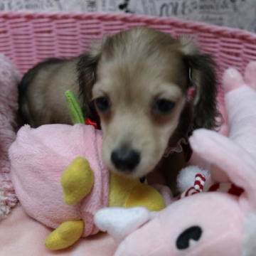 animal_image