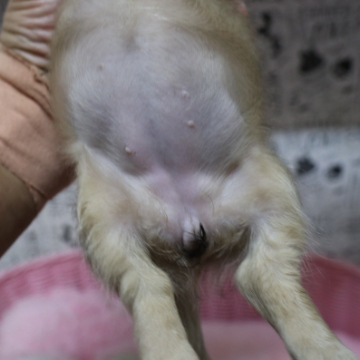 animal_image