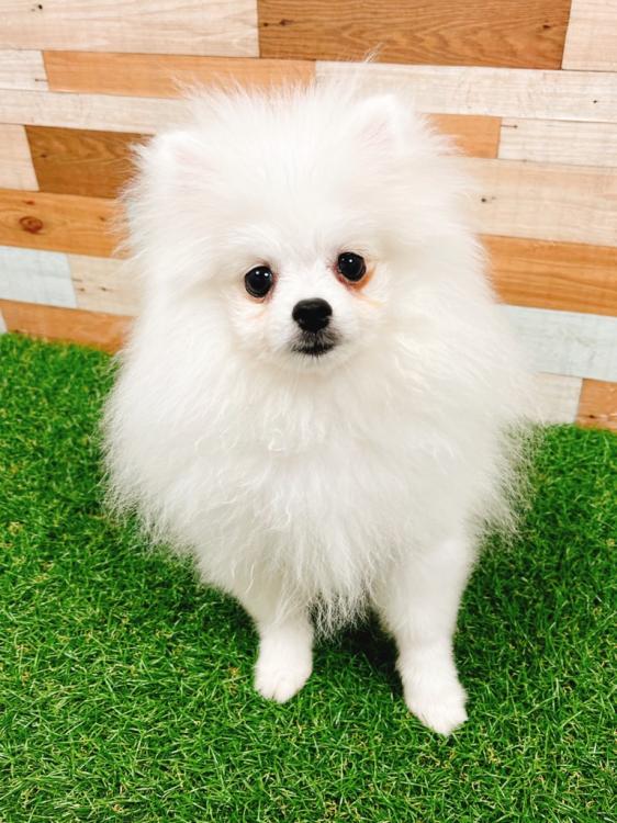 animal_image