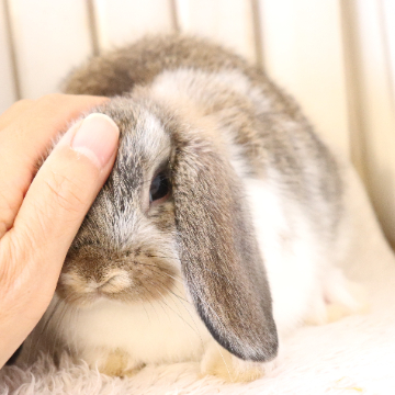 animal_image