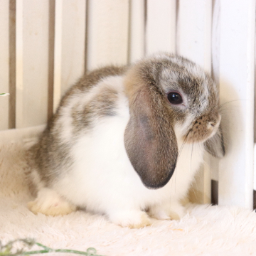 animal_image