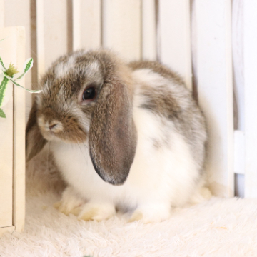 animal_image
