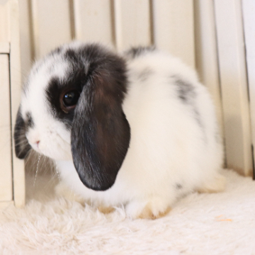 animal_image
