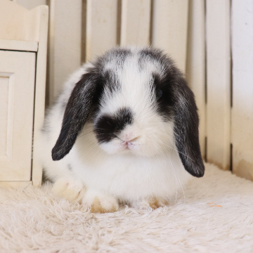 animal_image