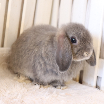 animal_image