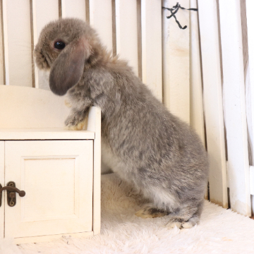 animal_image